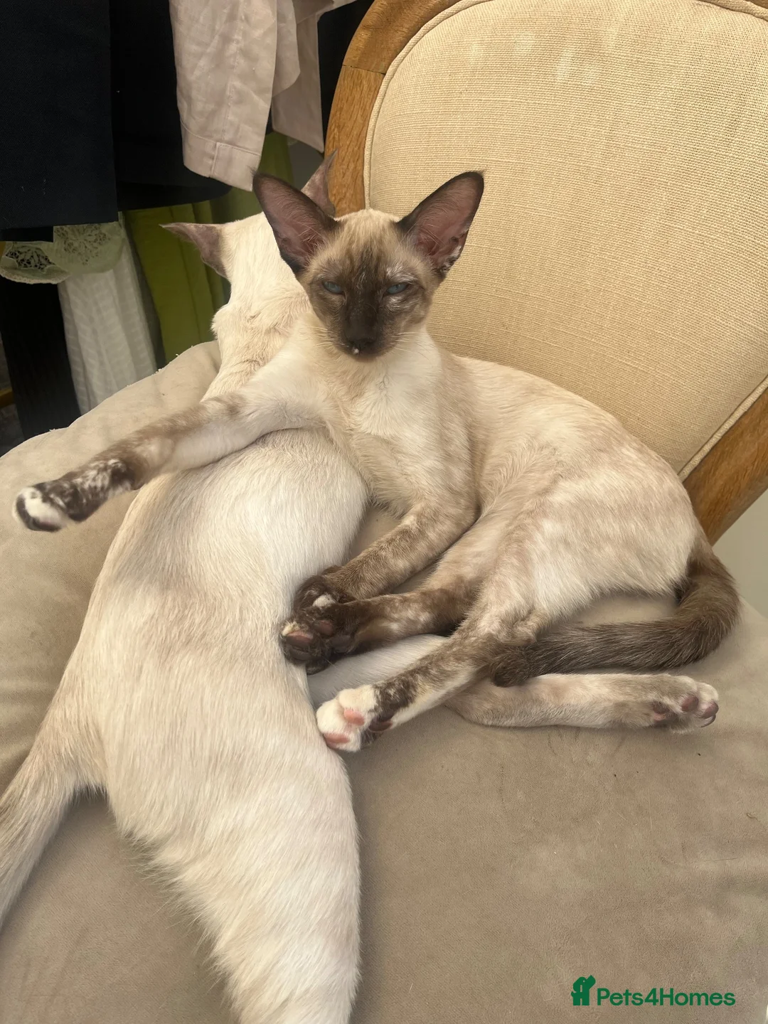 Siamese cats for sale: Two female siamese kittens  - Advert 9