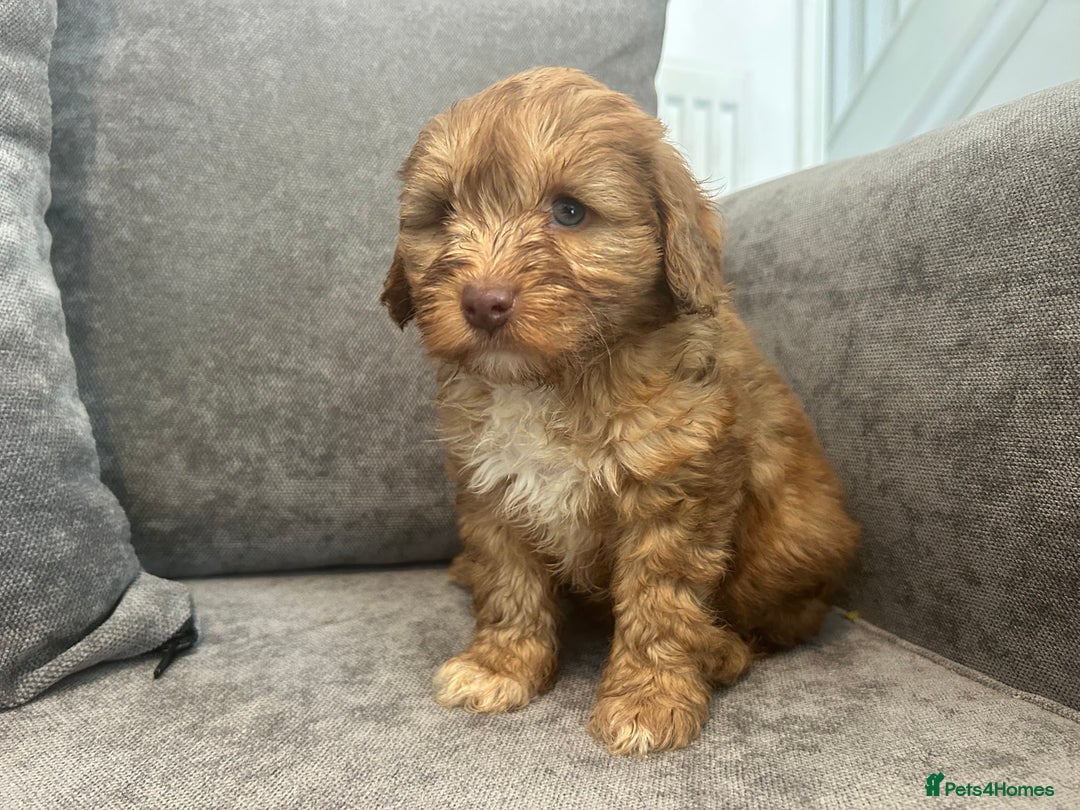 Cockapoo dogs for sale: Cockapoo puppies - Image 13