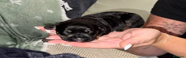 Mixed Breed 6