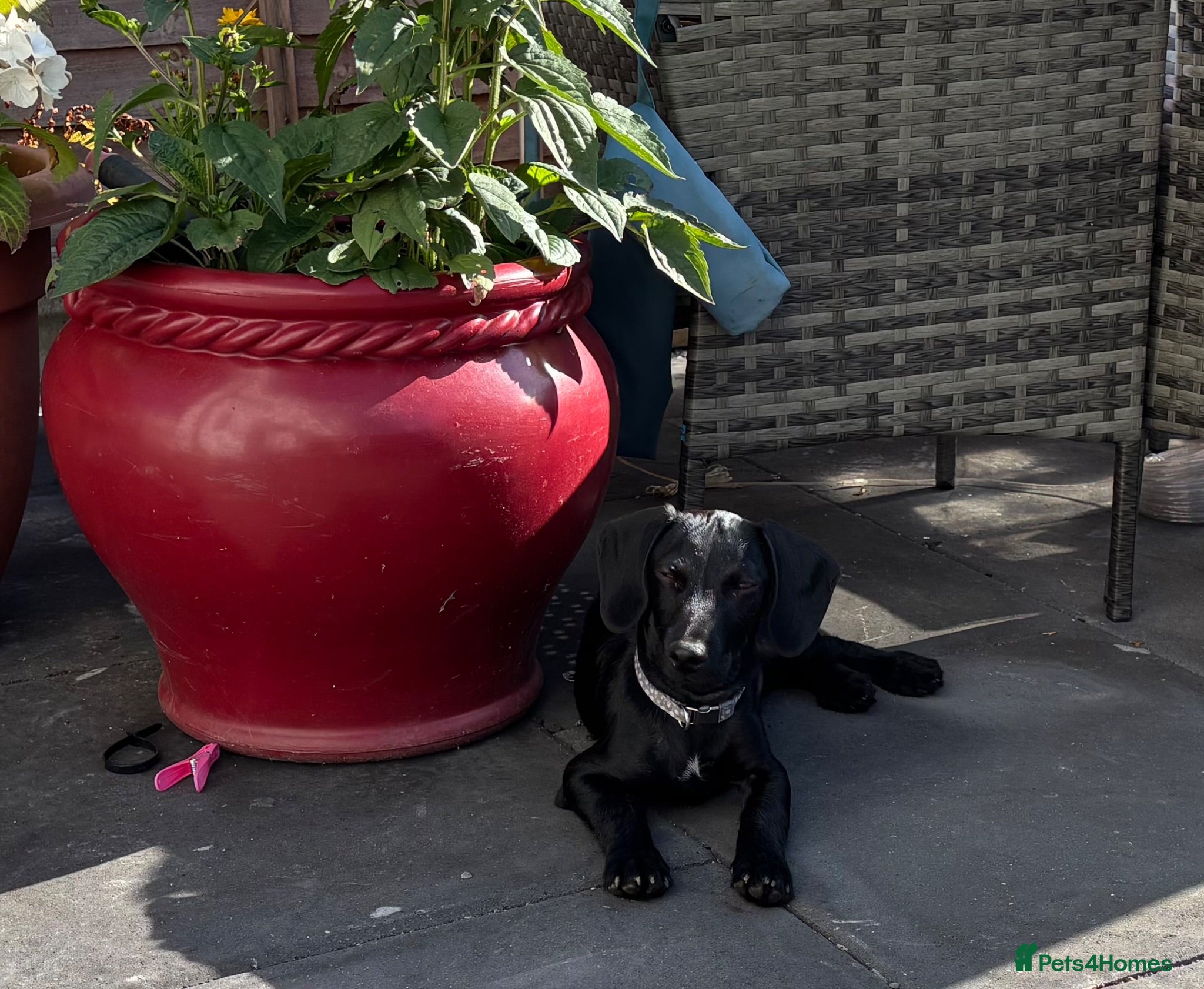 Mixed Breed dogs Handsome boy - Advert 16