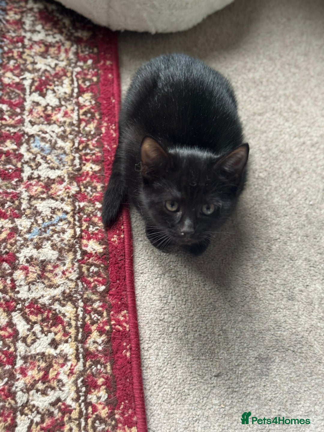 Mixed Breed cats for sale: Adorable black kitten looking for a loving home - Image 4