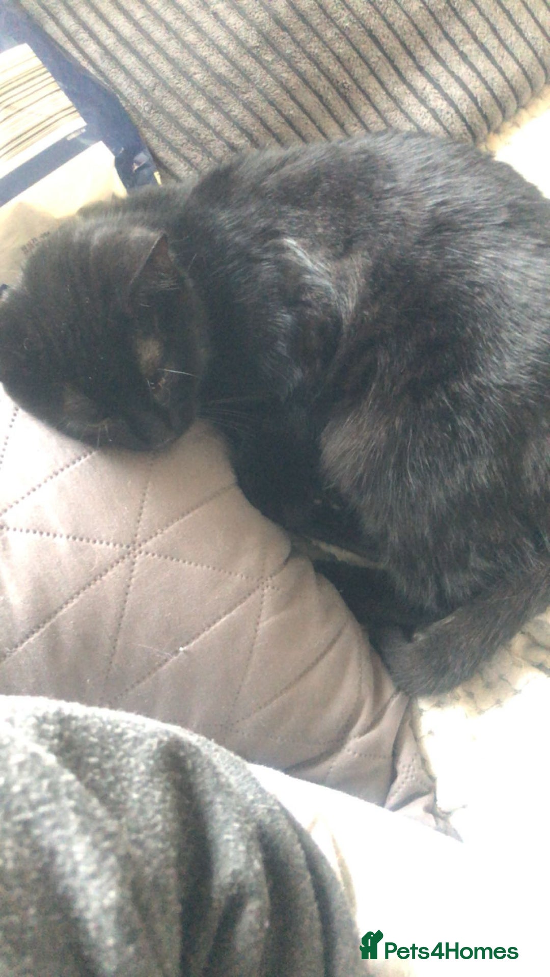 Mixed Breed cats for sale: binx - in need a forever home - Advert 2