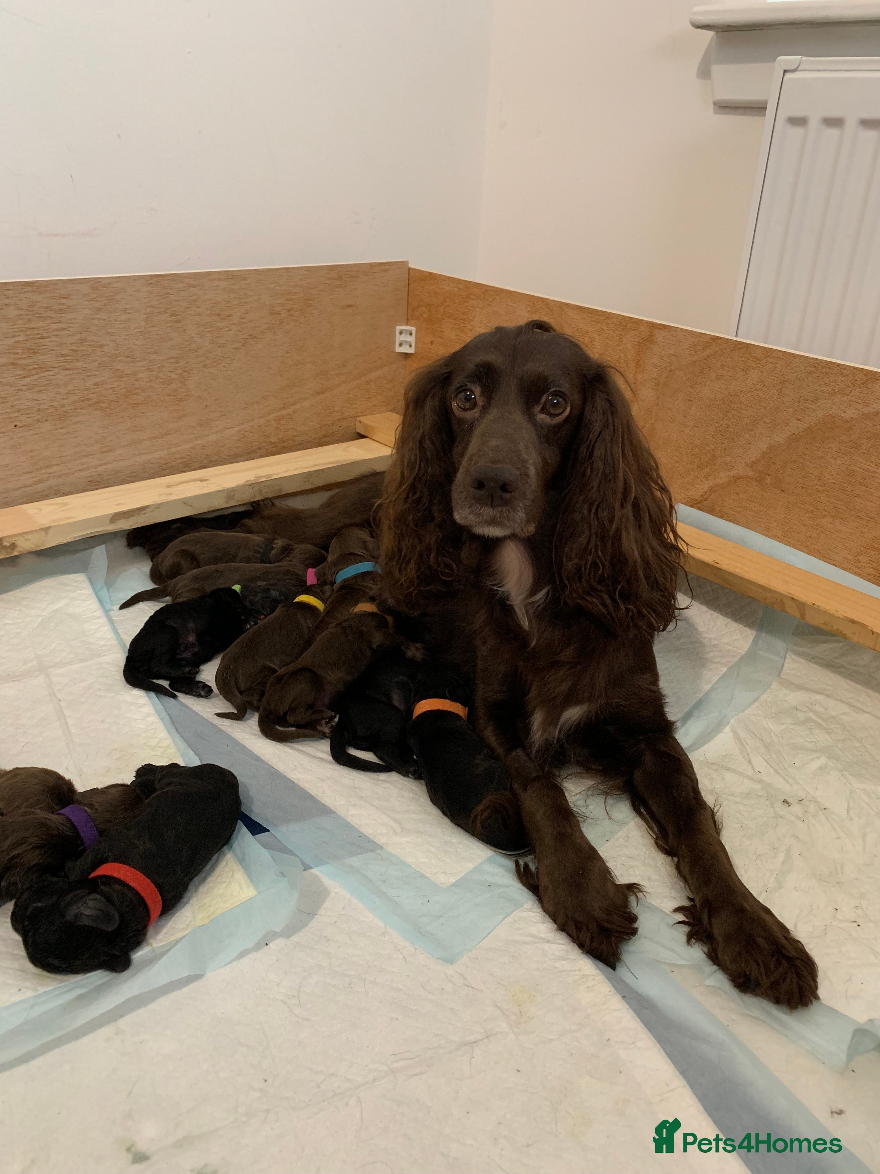 Cocker Spaniel dogs Working Cocker Spaniel Puppies - Advert 1