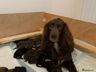 Cocker Spaniel dogs Working Cocker Spaniel Puppies - Advert 1