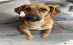 Mixed Breed dogs for adoption: Maria seeking forever home  - Image 1