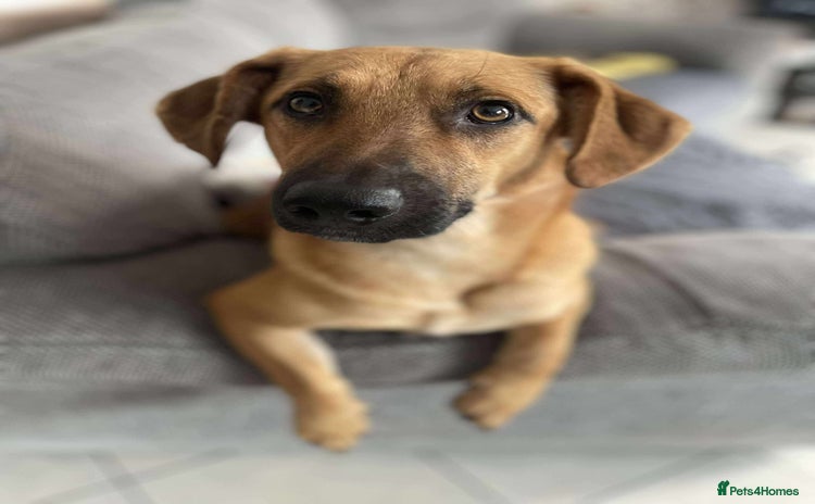 Mixed Breed dogs - Advert 6