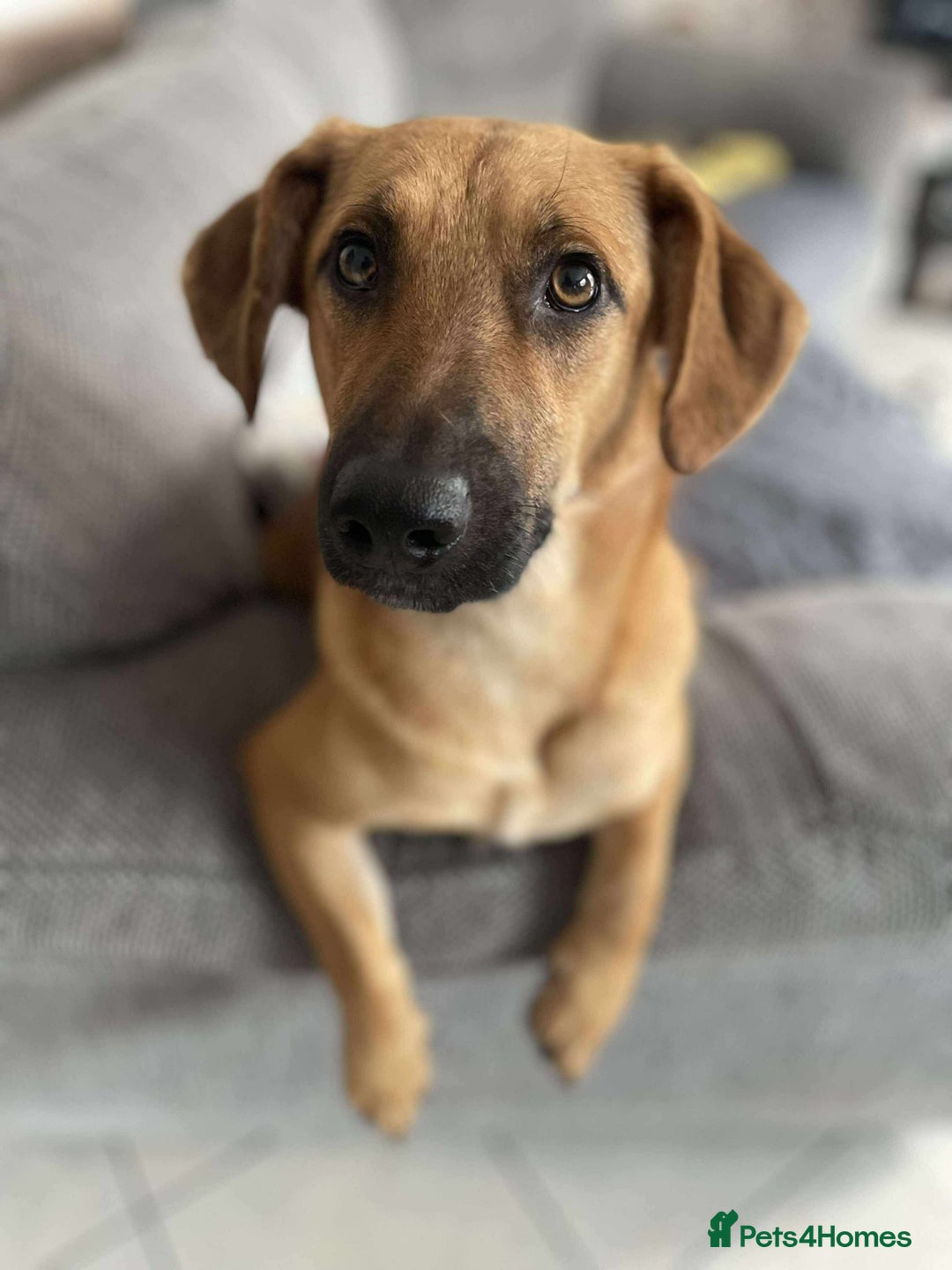 Mixed Breed dogs for adoption: Maria seeking forever home  - Image 1