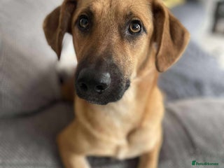 Mixed Breed dogs - Advert 32