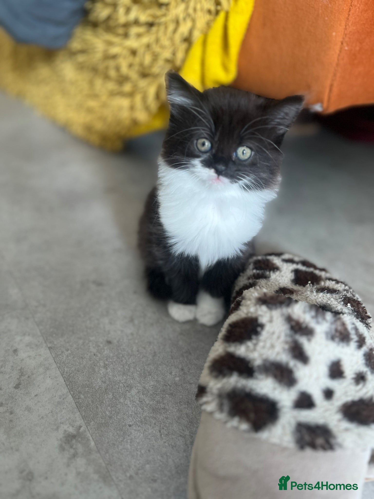 Mixed Breed cats Mixed Persian kittens  - Advert 5