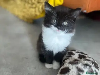 Mixed Breed cats Mixed Persian kittens - Advert 5