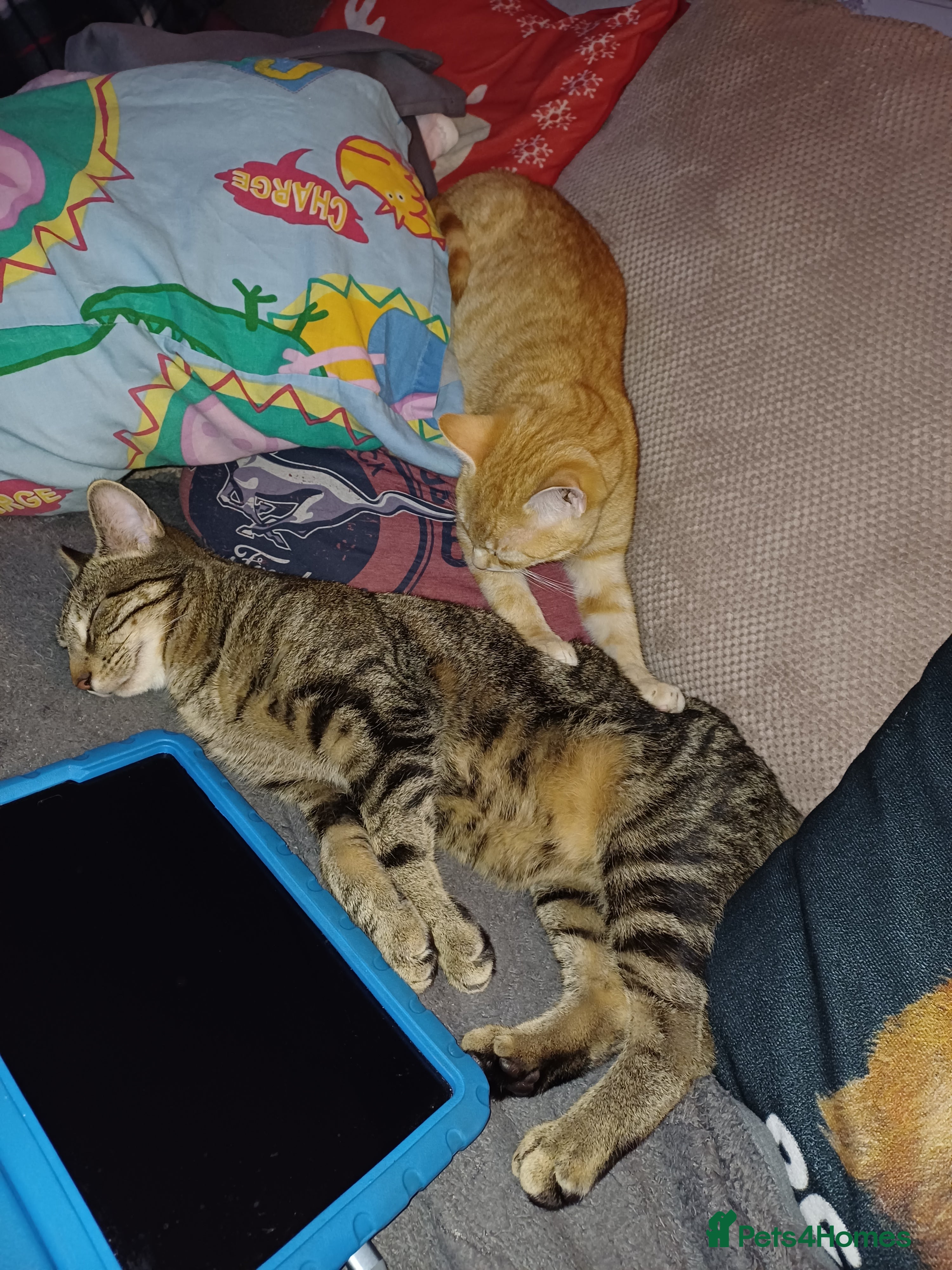 Mixed Breed cats Bengal cross cats - Advert 3