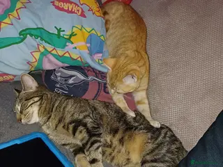 Mixed Breed cats Bengal cross cats - Advert 3