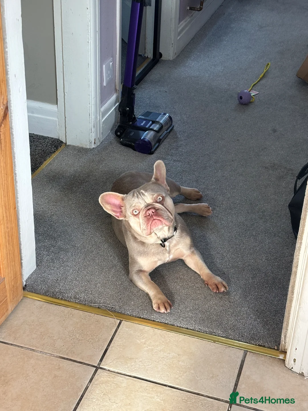 French Bulldog dogs for sale: Female French bulldog - 3year old  in Peterborough - Advert 5