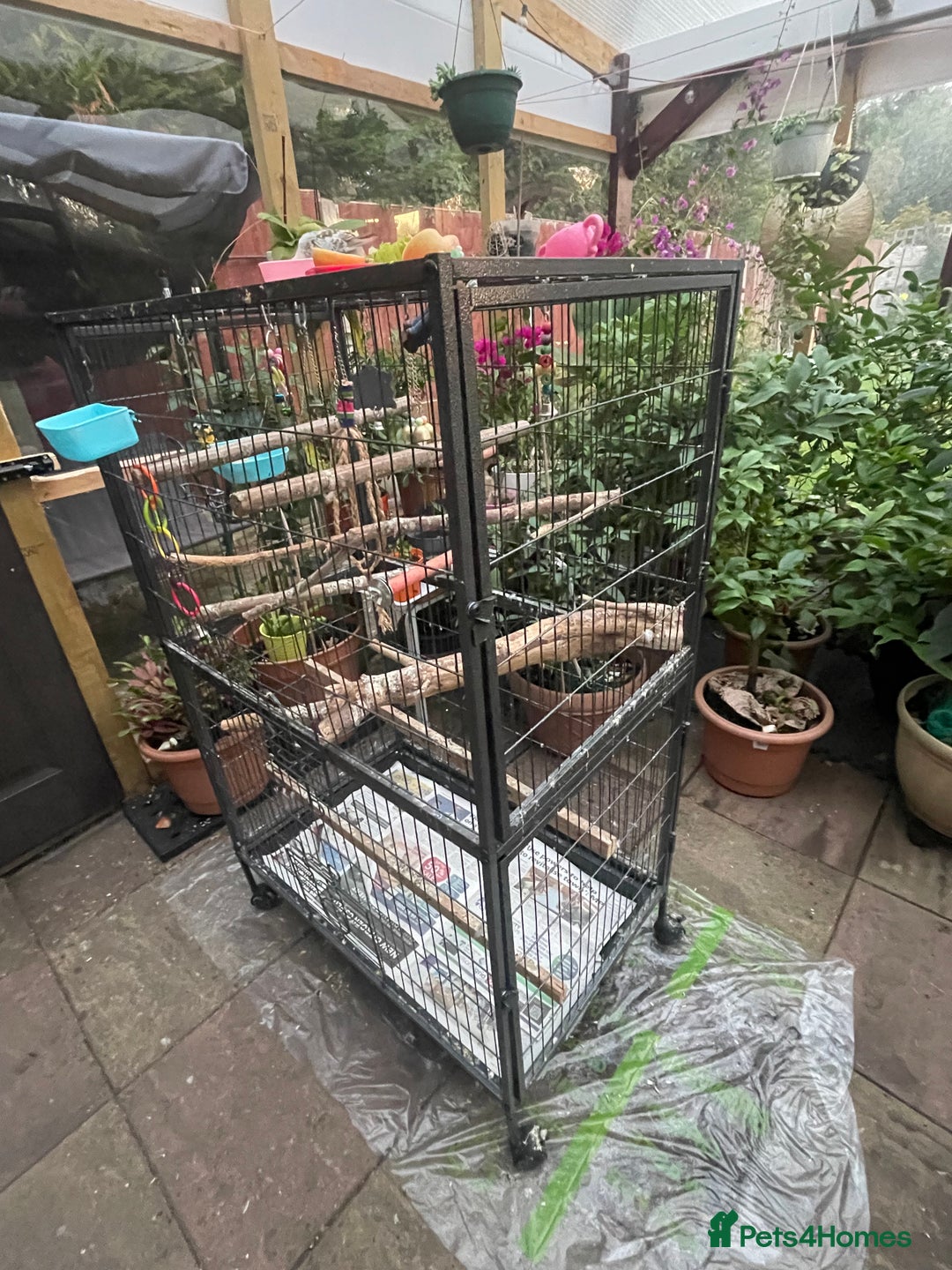 Ringnecks birds for sale: Trung - Image 2