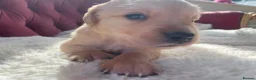 Golden Retriever dogs for sale: Beautiful Golden Retriever Puppies - Advert 3