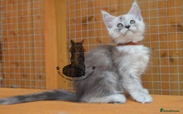 Maine Coon cats for sale: Maine coon kitten silver ticked girl TICA tested - Image 4