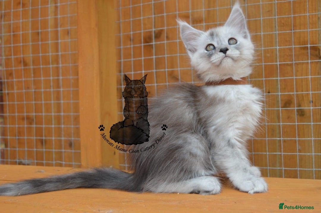 Maine Coon cats for sale: Maine coon kitten silver ticked girl TICA tested - Image 4