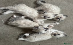 Ragdoll cats for sale: Ragdoll kittens blue point and mitted  - Image 11