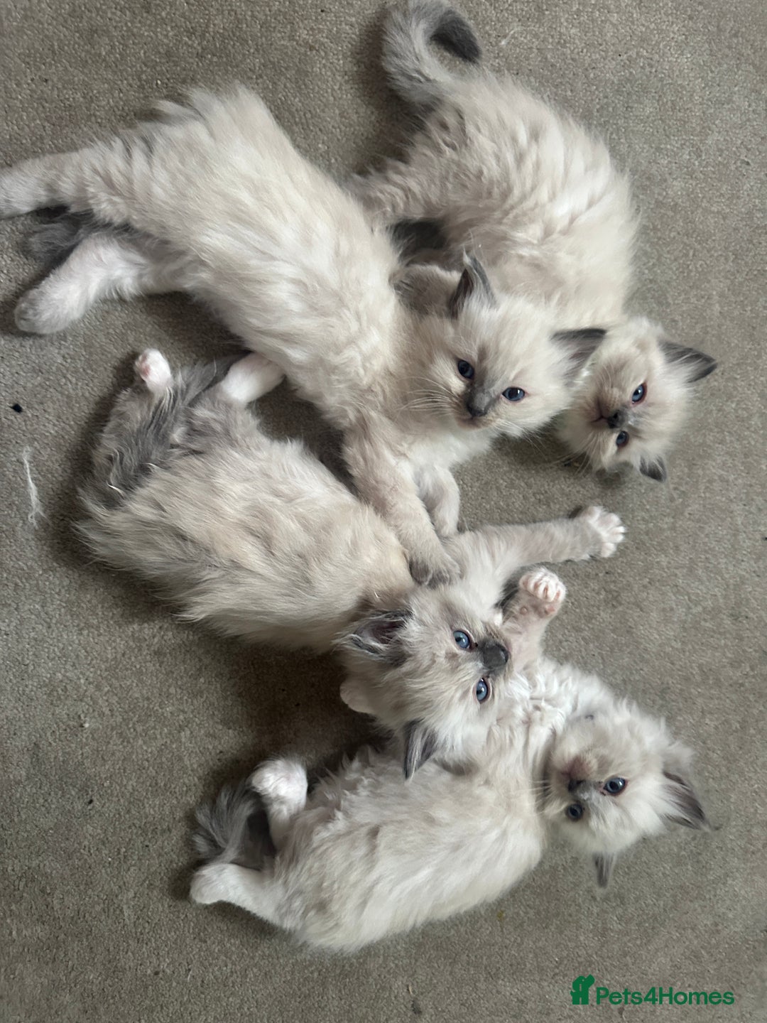 Ragdoll cats for sale: Ragdoll kittens blue point and mitted  - Image 11