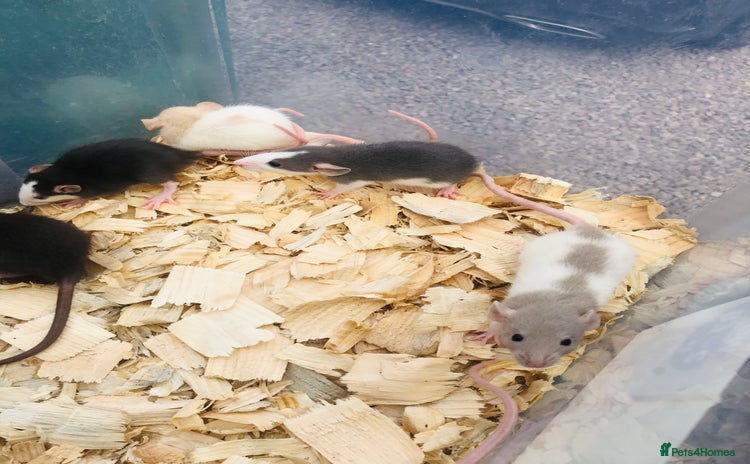 Rat rodents - Advert 1