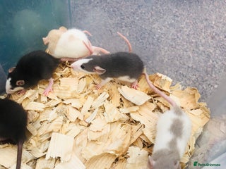 Rat rodents - Advert 7