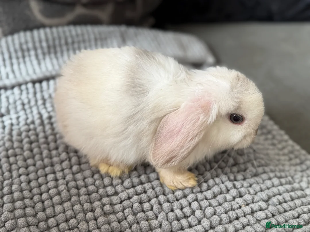 Mini Lop rabbits for sale: gorgeous mini lops - last baby left  - Advert 2