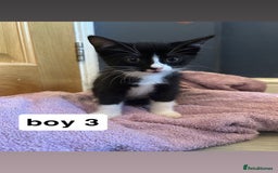 British Shorthair cats for sale: 6 kittens for sale  - Image 12