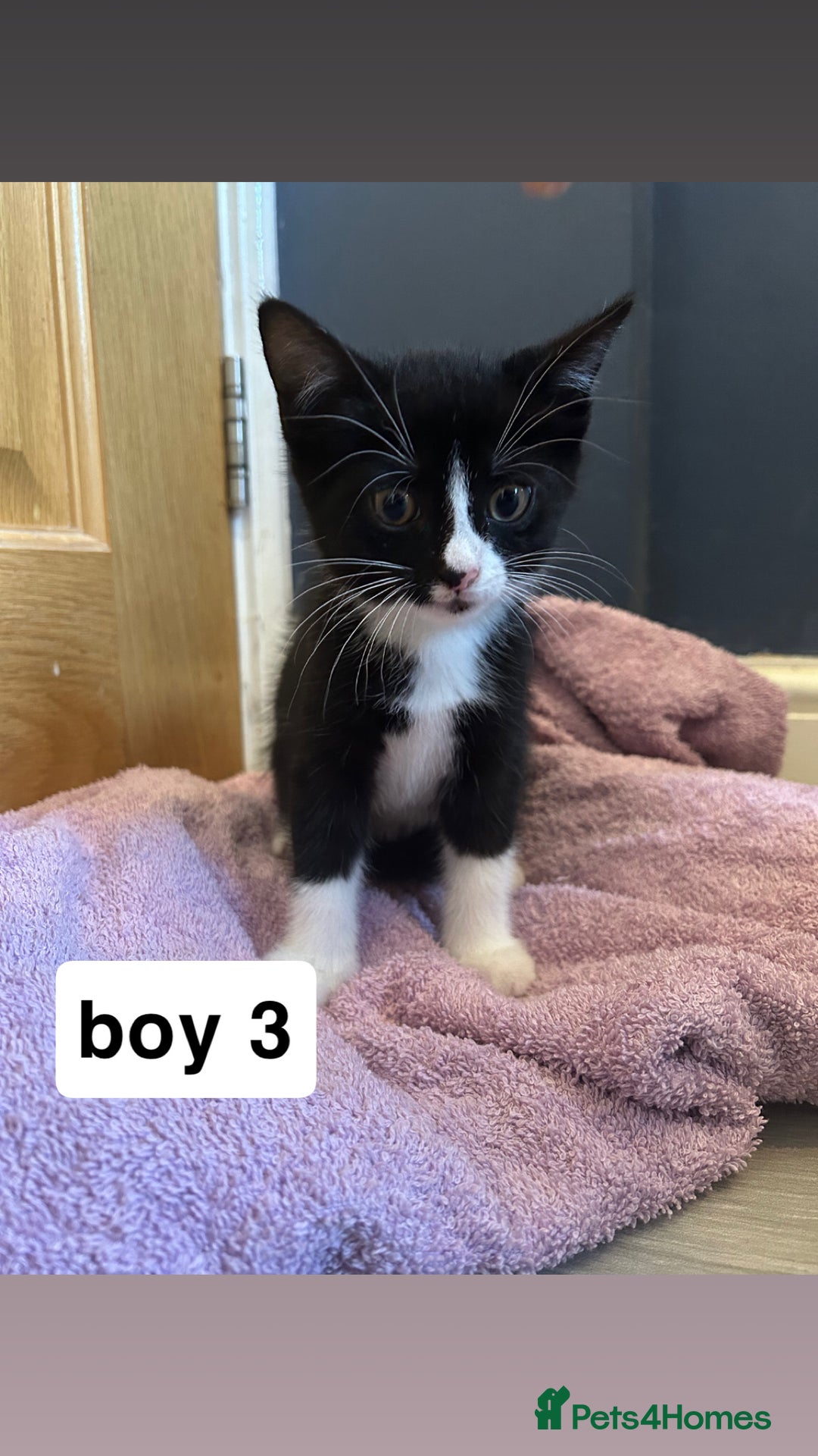 British Shorthair cats for sale: 6 kittens for sale  - Image 12