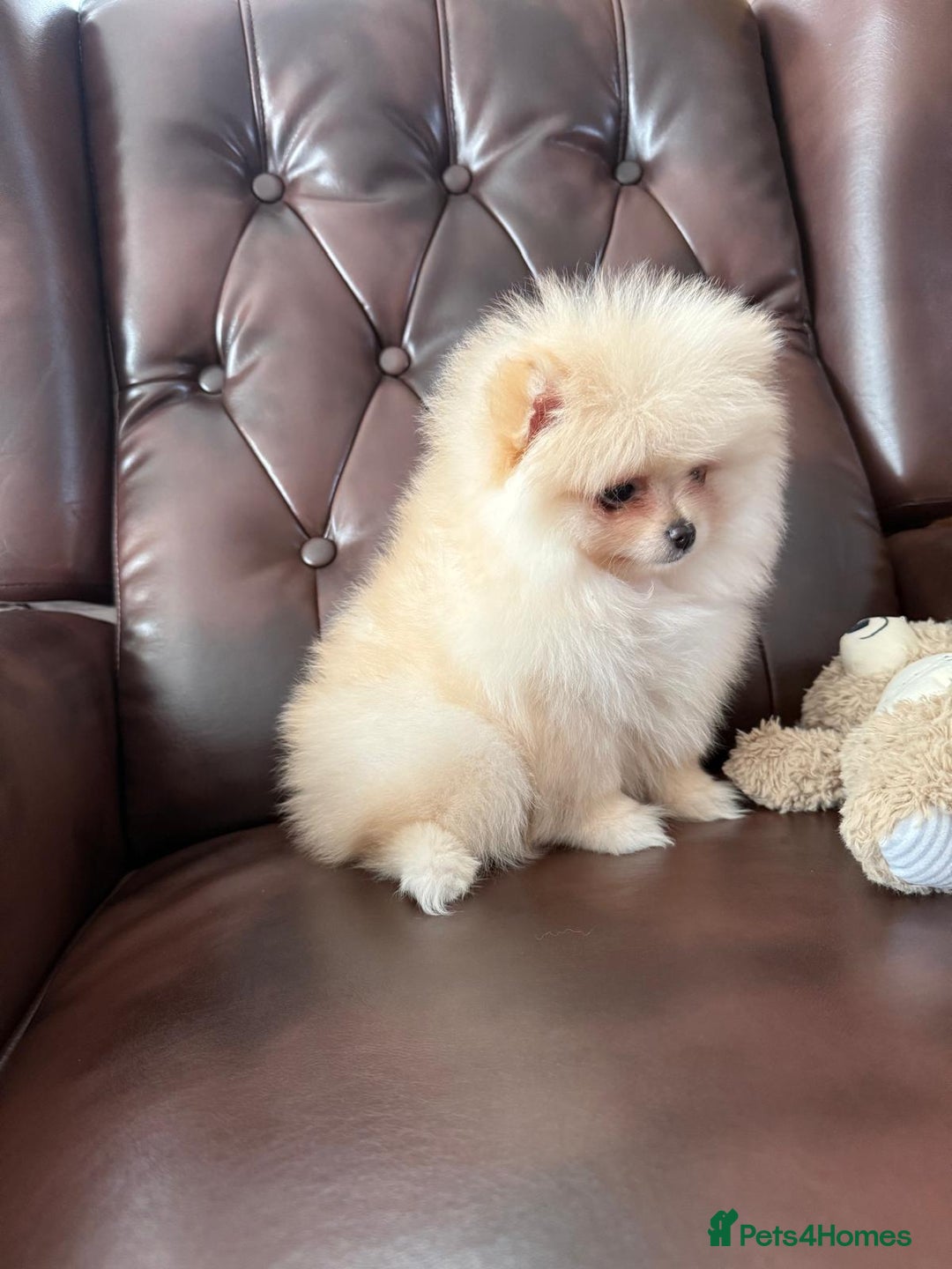 Pomeranian dogs for sale: 10 Week Purebred Pomeranian Champion EU Bloodline  - Advert 18