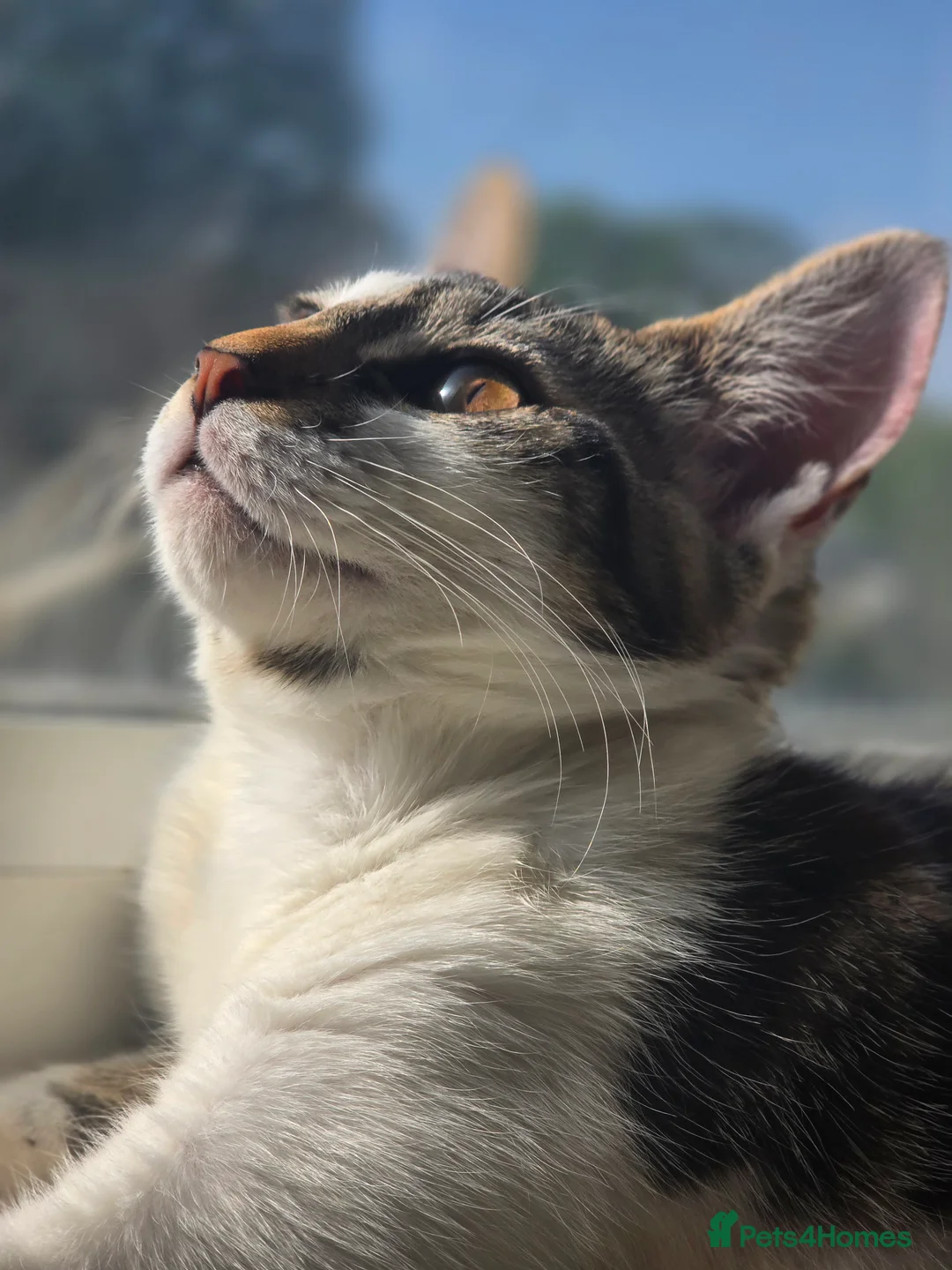 Mixed Breed cats for sale: Pretty girl for free - Advert 3