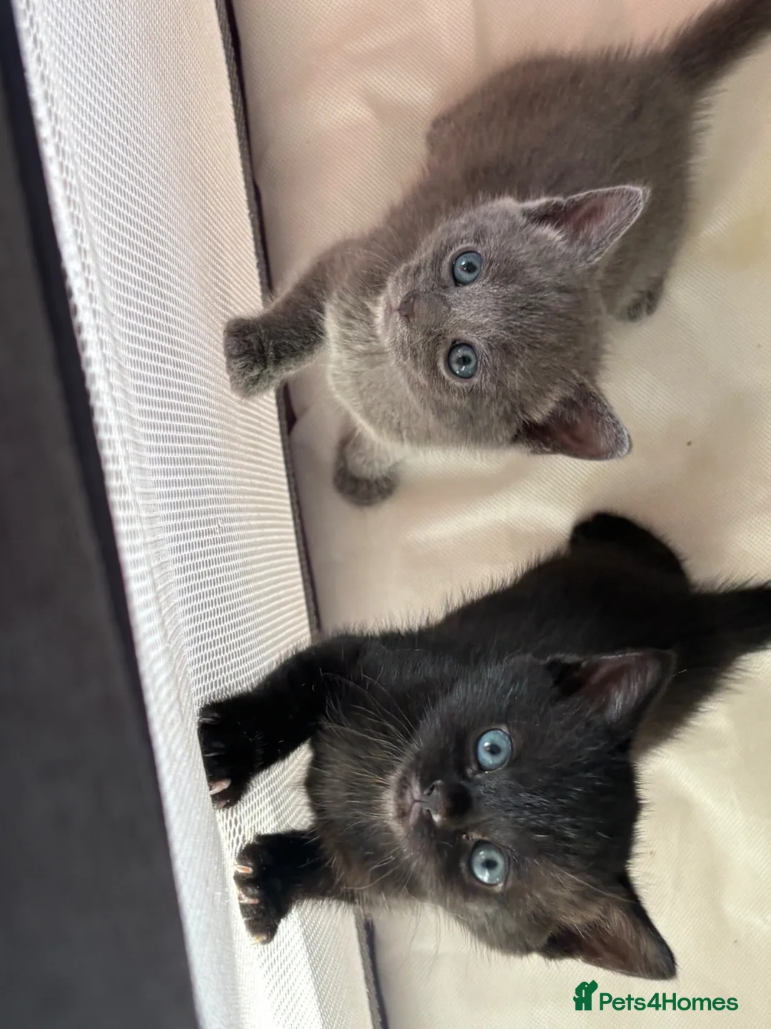 Mixed Breed cats for sale: Kittens  - Advert 2