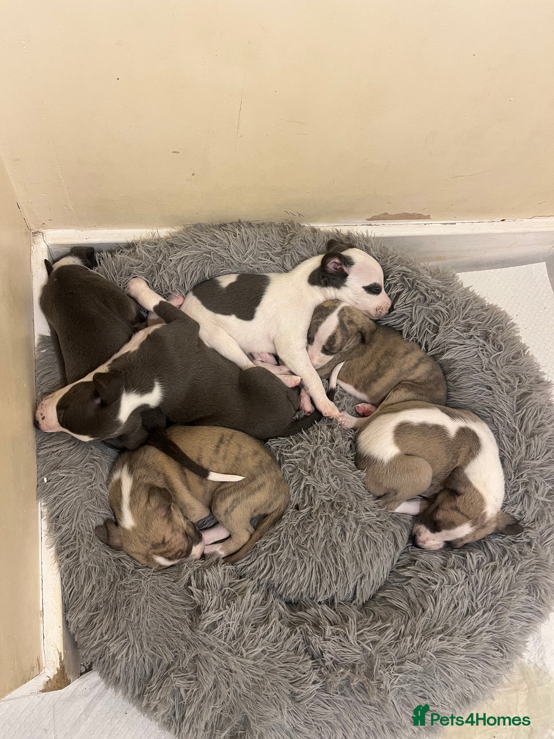 Whippet dogs for sale: Four beautiful whippet puppies - Advert 4