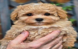 Maltipoo dogs for sale: Amazing Korean/English Teddy bear Maltipoo Puppies - Image 2