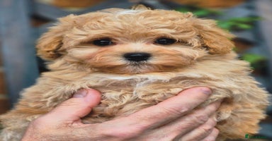Maltipoo dogs - Advert 3