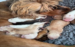 Cockapoo dogs for sale: Stunning sable, roan, parti f1. Full dna clear  - Image 20