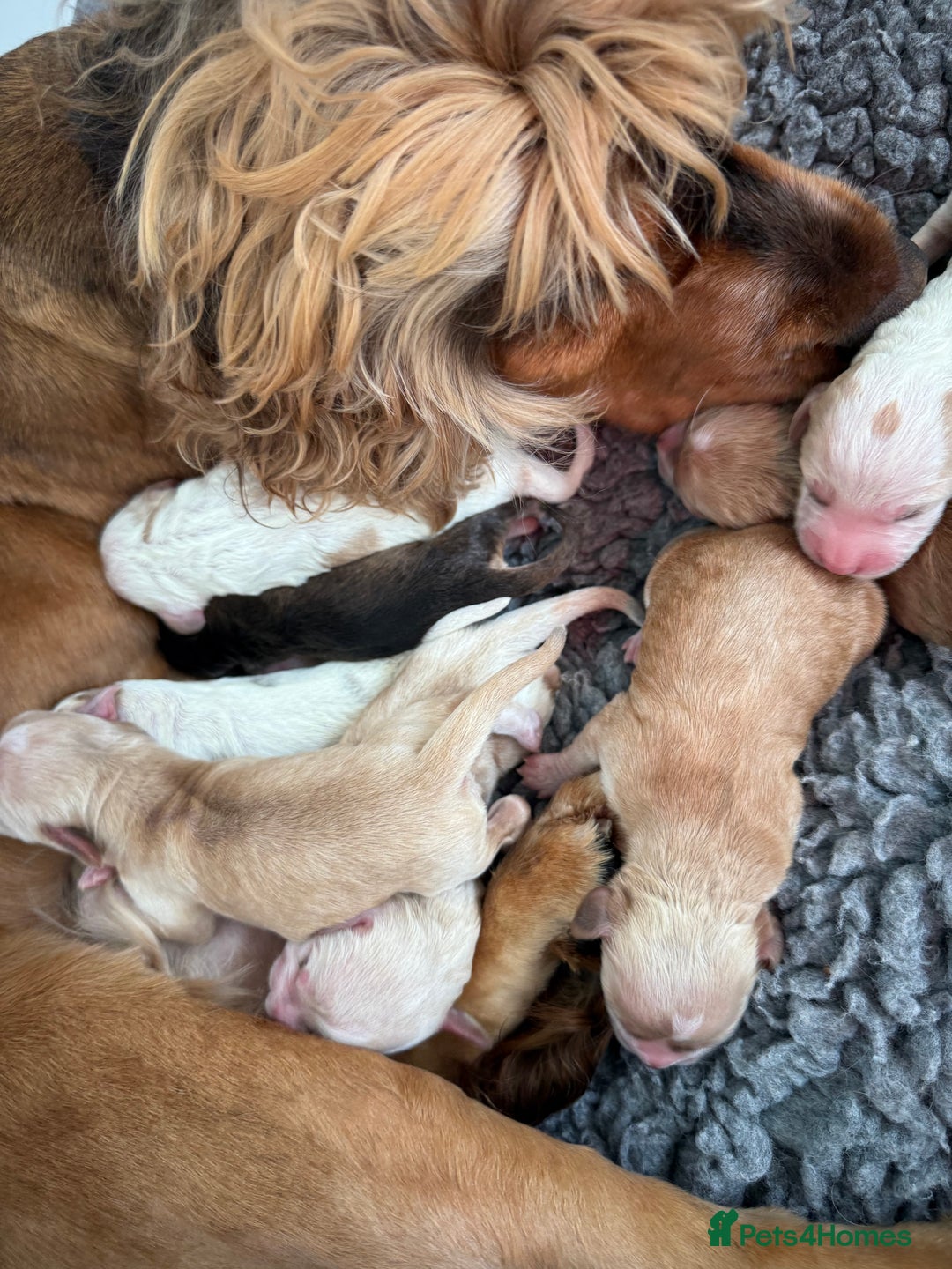 Cockapoo dogs for sale: Stunning sable, roan, parti f1. Full dna clear  - Image 20