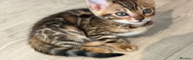 Bengal 1