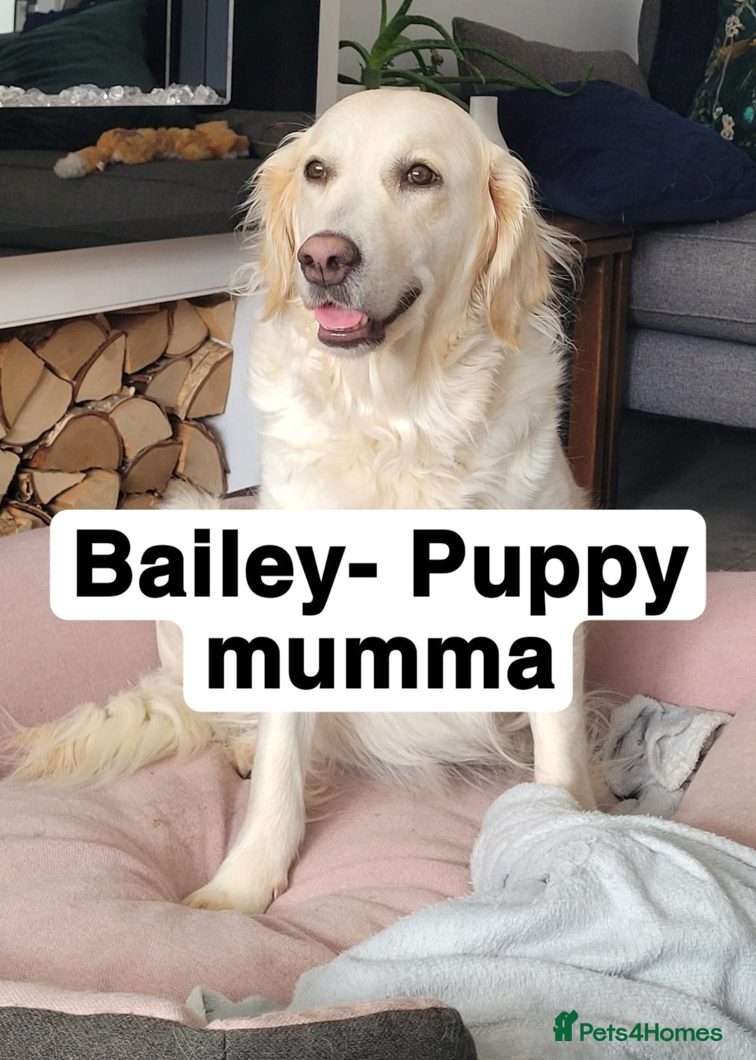 Golden Retriever dogs for sale: Golden Retriever Pups – First Class Homes Wanted - Image 5