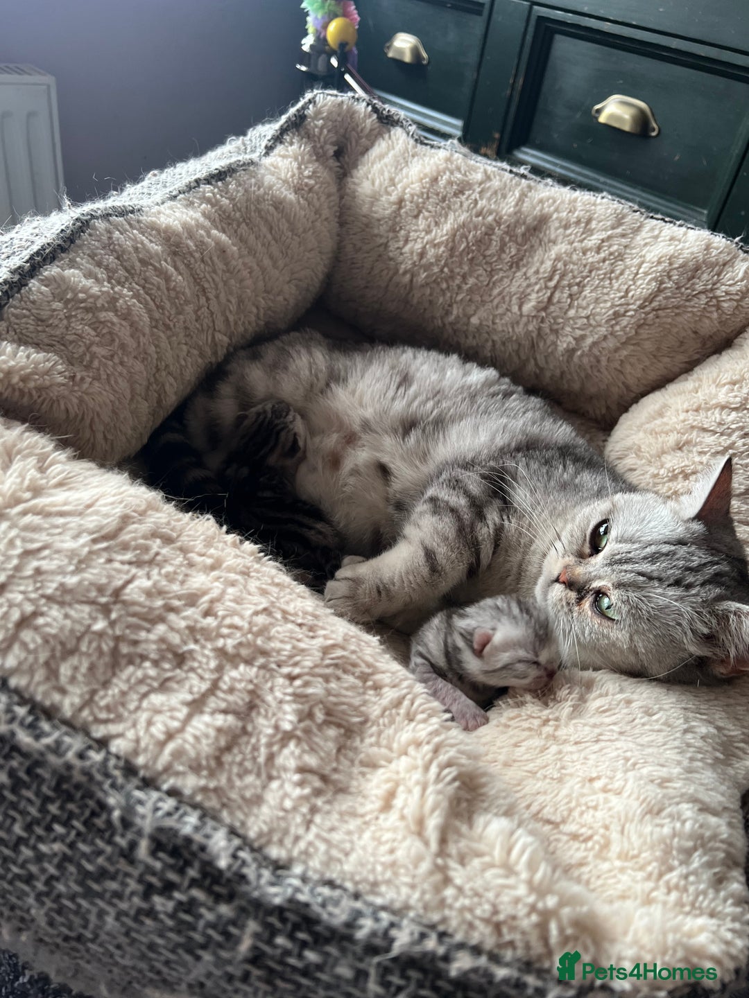 British Shorthair cats for sale: Silver Spotted British Shorthair  - Advert 2