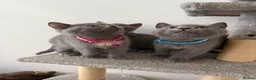 British Shorthair cats for sale: Cute british shorthair kittens - Advert 14