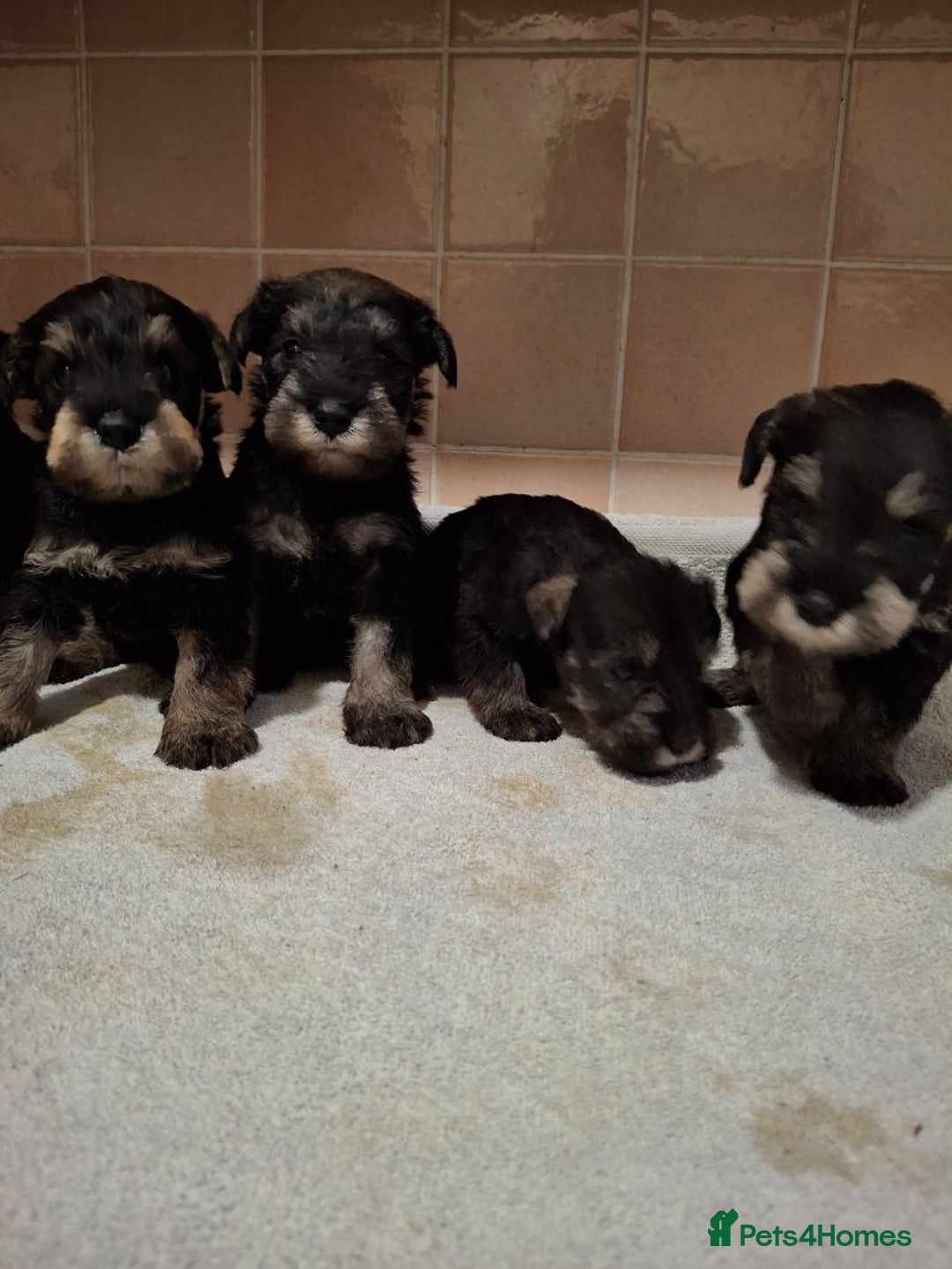 Miniature Schnauzer dogs for sale: KC Reg Miniature Schnauzer Puppies  - Image 1