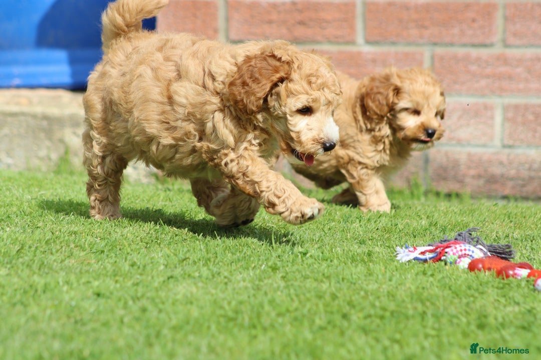 Cockapoo dogs for sale: Beautiful F1 Cockapoo puppies for sale - Image 14