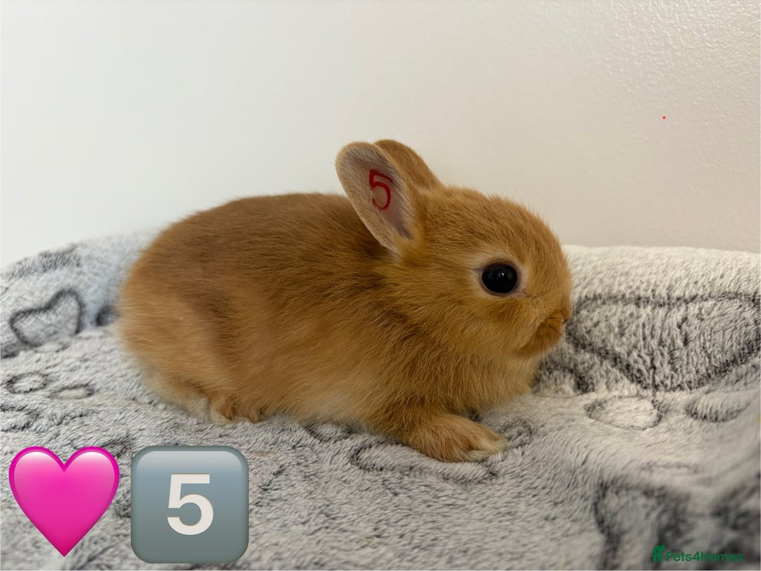 Netherland Dwarf rabbits for sale: 14 x Netherland Dwarf Bunnies 🐰🏡 🥰  - Image 11