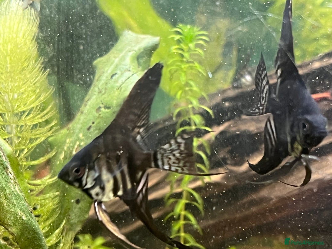 Angelfish fish for sale: Black long & shortfin ghost pinoys angelfish - Image 4