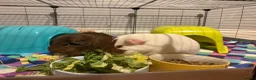 Guinea Pig rodents for sale: 2 male guinea pigs with complete set up   - Advert 7
