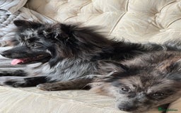 Pomeranian dogs for stud: For stud, Milo - Image 3