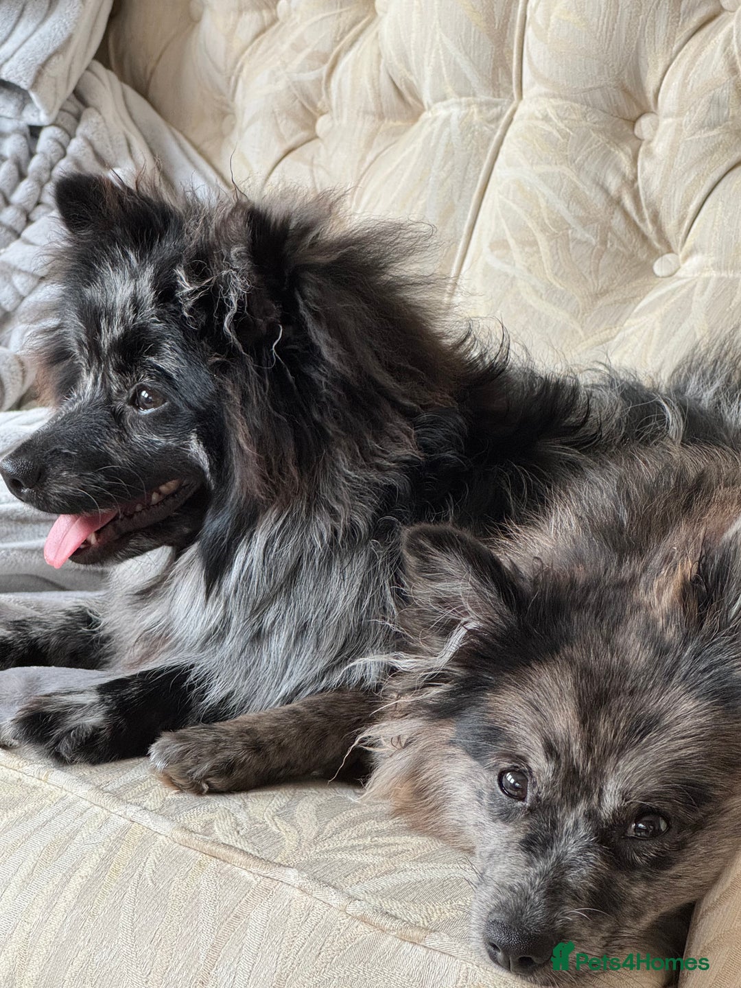 Pomeranian dogs for stud: For stud, Milo - Image 3