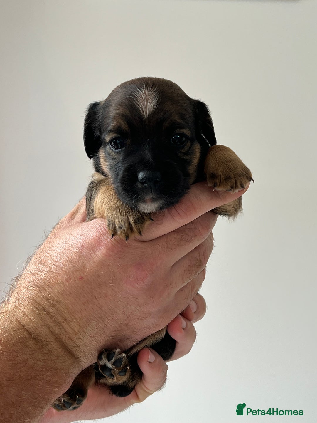 Jack Russell dogs for sale: Tri coloured Jack Russell puppies 🐶 - Image 2