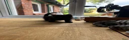 British Shorthair cats for sale: Six short haired black kittens  in Dover - Advert 5