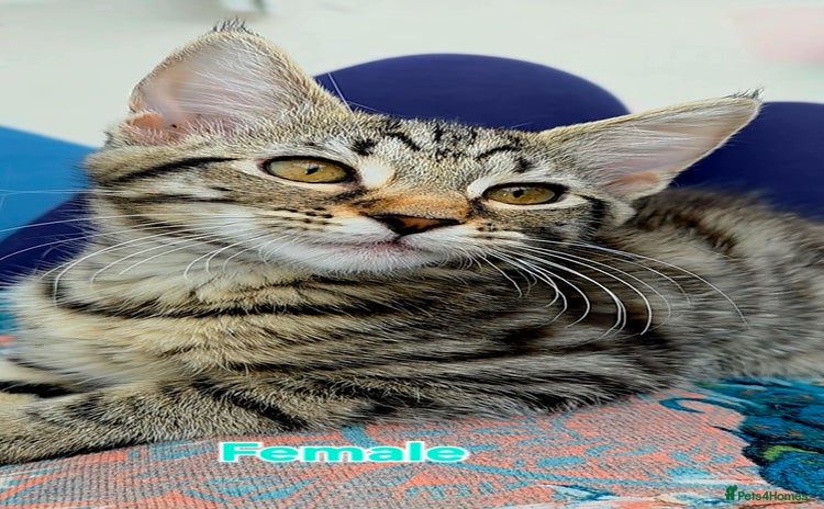 Mixed Breed cats - Advert 2